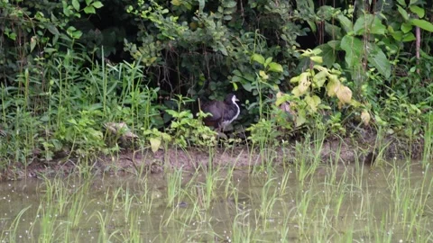 A White-breasted waterhen Stock Footage 319930253