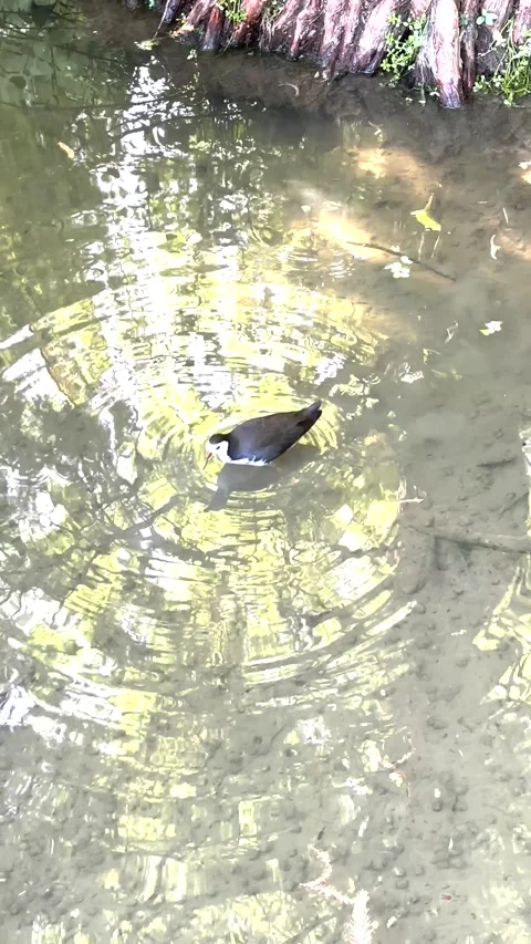 White breasted Waterhen Foraging and Dipping Head Into Water Stock Footage 329293748
