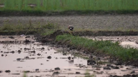 A White-breasted Waterhen Foraging Stock-Footage 311720388