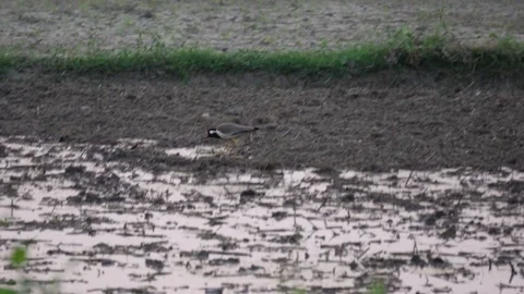A White-breasted Waterhen is Foraging Stock Footage 311720542