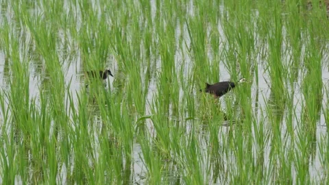 White-breasted Waterhen foraging Stock Footage 319928579