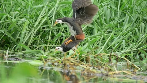 White-breasted Waterhen mating Stock Footage 288561711