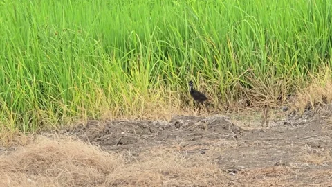 White-breasted Waterhen in nature. Stock Footage 345418928