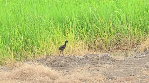 White-breasted Waterhen in nature. Stock Footage 345418935
