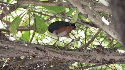 White-breasted waterhen on a tree Stock-Footage 153479822