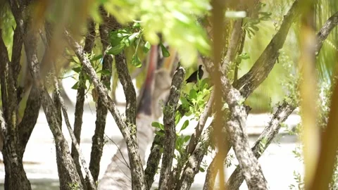 White-breasted waterhen walking up the tree Stock Footage 153479804