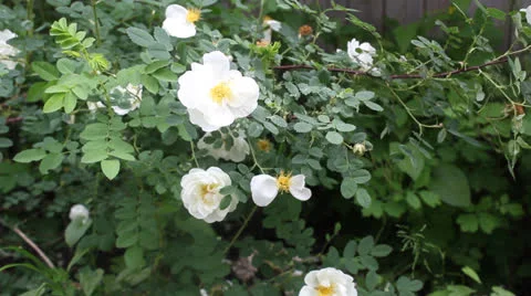 White briar bush 2 Stock Footage 24730832