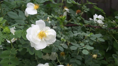 White briar bush Stock Footage 24730954