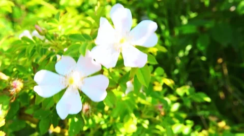 White Briar Flower Close up Stock Footage 51029615