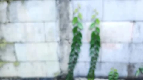 White brick wall blur background with vines ornament Stock Photos