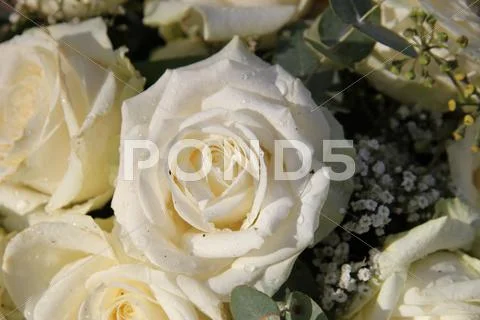 White bridal roses Stock Photos