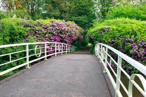 White bridge and path between pink flowers Stock Photos