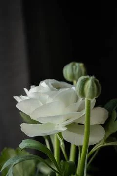 White bright fresh ranunculus, vertical shot, spring Stock Photos