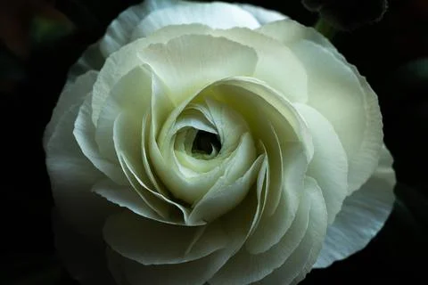 White bright fresh ranunculus, view from above Stock Photos