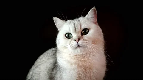A white British cat with big eyes on an isolated black background Stock Footage 227928605