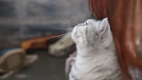 White british cat ,close up Stock Footage 161270597