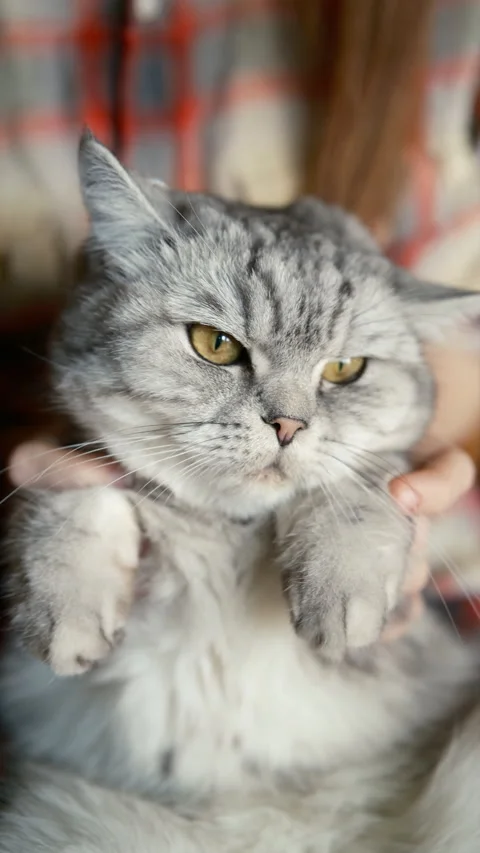 White British cat on hand. Funny cat. Portrait, cute domestic pet, vertical Stock Footage 280337564