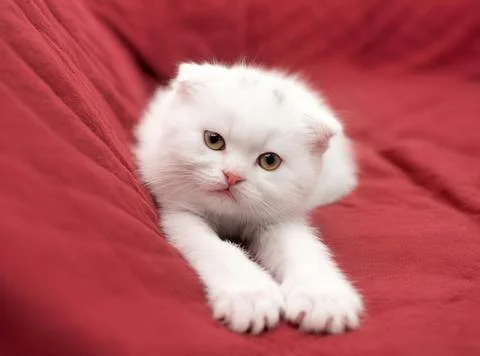 A white British kitten on a white background Stock Photos