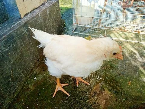 A white broiler chick Stock Photos