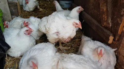 White broilers in a barn, raising animals for human consumption Stock Footage 241809675