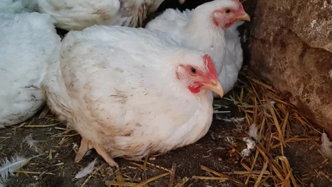 White broilers in a barn, raising animals for human consumption Stock-Footage 241809993
