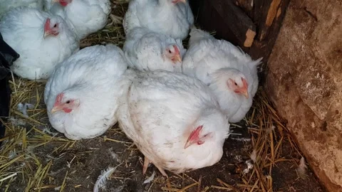 White broilers in a barn, raising animals for human consumption Stock-Footage 241810018