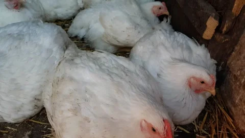 White broilers in a barn, raising animals for human consumption Stock-Footage 241810038