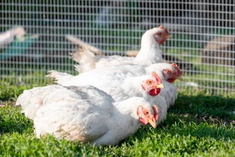 White broilers lie in row on the green grass on bright day in rural yard Stock Photos