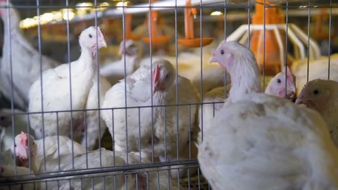 White broilers look between the mesh wires into other cages. Stock-Footage 84166460