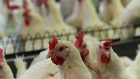 White broilers look at camera against feeders Stock-Footage 90084330