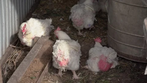 White broilers in a rural home chicken coop Stock-Footage 279396257