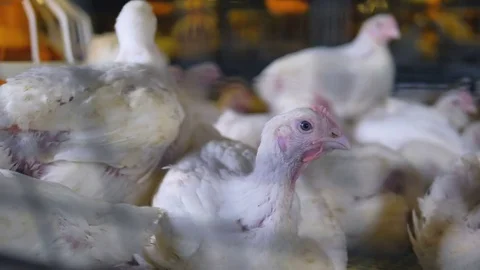 White broilers sit and walk inside their shared cage. Stock-Footage 84166381