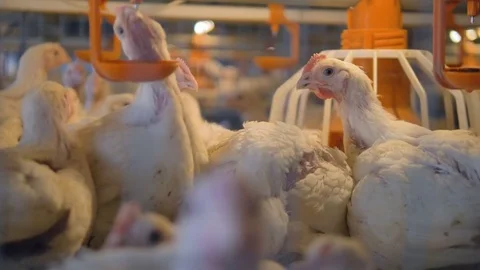 White broilers use drinkers and feeders inside a cage. Stock-Footage 84166411