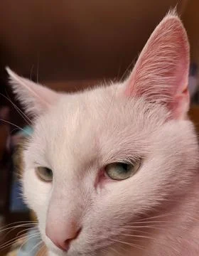 A white brooding cat with a pink nose and ears. Fotos de archivo