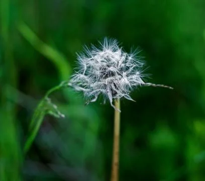 White brooding original dandelion Stock Photos