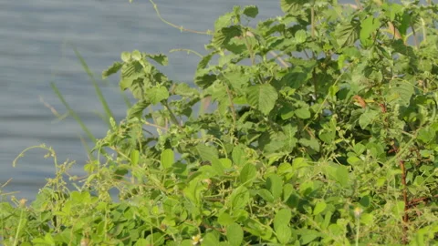 White-browed Crake bird perching on tree in wetland. 库存影片 339458620