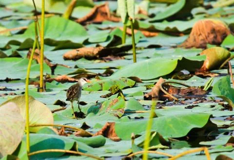 White-browed crake Stock Photos
