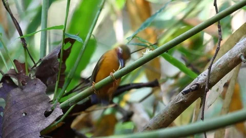 White-browed Piculet Stock Footage 78600251