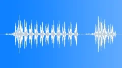 White-browed robin Sound Effect
