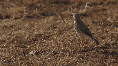 A White-browed Scrub-Robin standing and looking around Stock Footage 53771618