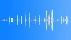 White-browed sparrow-weaver Sound Effect