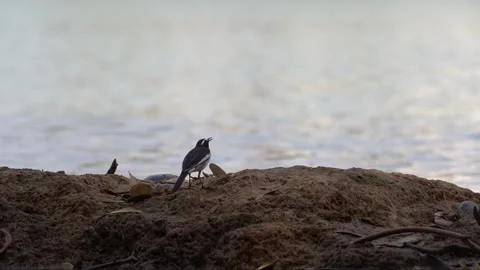 White-browed wagtail Stock Footage 274371665