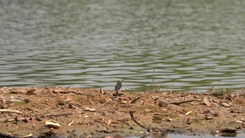 White-browed wagtail Stock Footage 274371668
