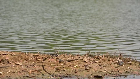 White-browed wagtail Stock Footage 274371670
