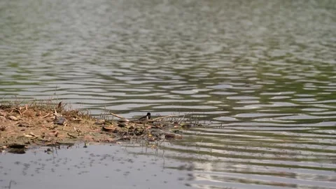 White-browed wagtail Stock Footage 274371671