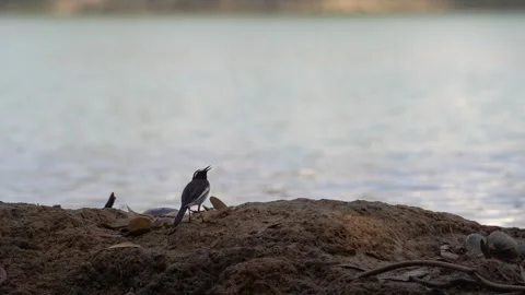 White-browed wagtail Stock Footage 274371672