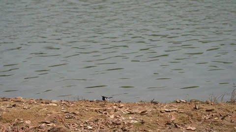 White-browed wagtail Stock Footage 274371673