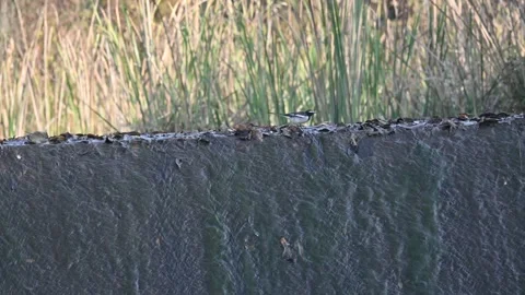 White browed wagtail or large pied wagtail bird. Stock Footage 335522875