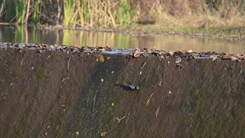 White browed wagtail or large pied wagtail bird. Stock Footage 335522978
