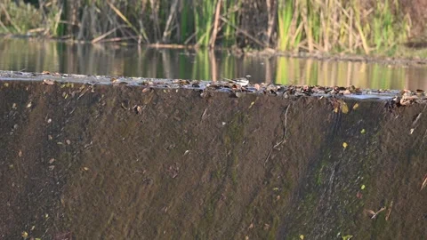 White browed wagtail or large pied wagtail bird. Video stock 335522985
